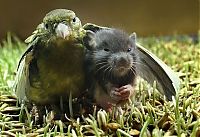 Fauna & Flora: unusual animal friends
