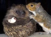 Fauna & Flora: unusual animal friends