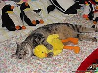 Fauna & Flora: unusual animal friends