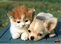Fauna & Flora: unusual animal friends