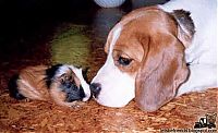 Fauna & Flora: unusual animal friends