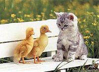 Fauna & Flora: unusual animal friends