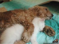 Fauna & Flora: unusual animal friends