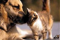 Fauna & Flora: unusual animal friends