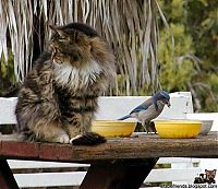 Fauna & Flora: unusual animal friends