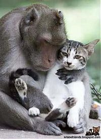 Fauna & Flora: unusual animal friends