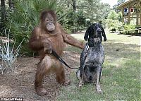 Fauna & Flora: unusual animal friends