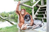 Fauna & Flora: unusual animal friends