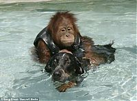 Fauna & Flora: unusual animal friends