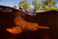 Fauna & Flora: Amazon River dolphin