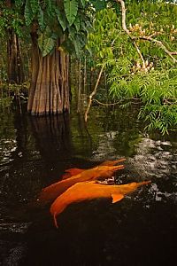 Fauna & Flora: Amazon River dolphin