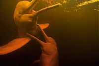 Fauna & Flora: Amazon River dolphin