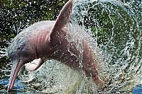 TopRq.com search results: Amazon River dolphin