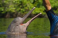 TopRq.com search results: Amazon River dolphin