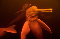 Fauna & Flora: Amazon River dolphin