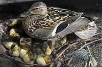 TopRq.com search results: Ducks saved, Spokane, Washington, United States