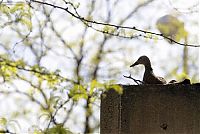 TopRq.com search results: Ducks saved, Spokane, Washington, United States