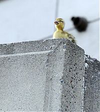 TopRq.com search results: Ducks saved, Spokane, Washington, United States