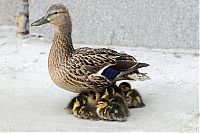 TopRq.com search results: Ducks saved, Spokane, Washington, United States