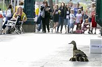 TopRq.com search results: Ducks saved, Spokane, Washington, United States