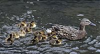 Fauna & Flora: Ducks saved, Spokane, Washington, United States