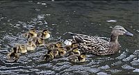 TopRq.com search results: Ducks saved, Spokane, Washington, United States