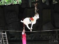 Fauna & Flora: goat on a rope