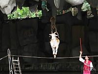 TopRq.com search results: goat on a rope