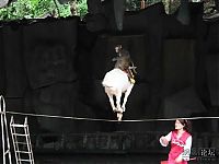 Fauna & Flora: goat on a rope