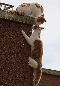 Fauna & Flora: spider cat