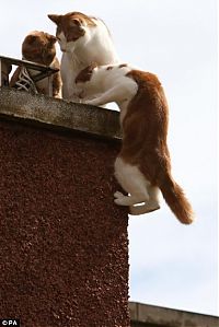 Fauna & Flora: spider cat