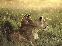 TopRq.com search results: animal photography