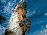 Fauna & Flora: animal photography