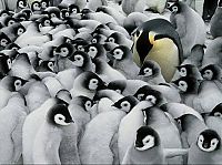 Fauna & Flora: animal photography