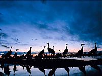Fauna & Flora: animal photography