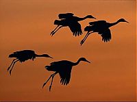 Fauna & Flora: animal photography
