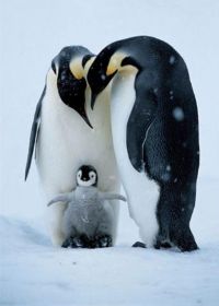 Fauna & Flora: animal photography