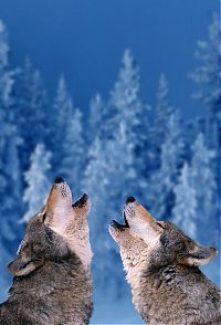 Fauna & Flora: animal photography