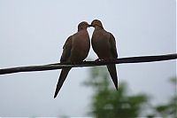 Fauna & Flora: Birds Love
