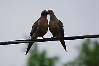 Fauna & Flora: Birds Love