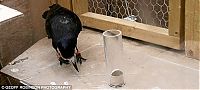 Fauna & Flora: Smart bird