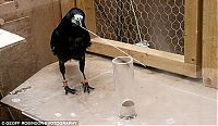 Fauna & Flora: Smart bird