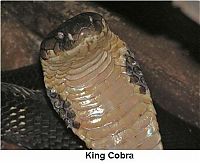 Fauna & Flora: 10 most poisonous creatures on earth