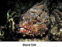 Fauna & Flora: 10 most poisonous creatures on earth