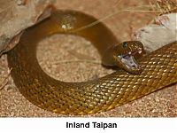 Fauna & Flora: 10 most poisonous creatures on earth