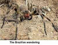 Fauna & Flora: 10 most poisonous creatures on earth