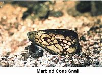 Fauna & Flora: 10 most poisonous creatures on earth