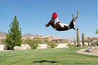 Fauna & Flora: dog acrobat