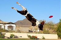 Fauna & Flora: dog acrobat