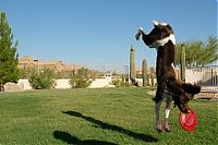 Fauna & Flora: dog acrobat